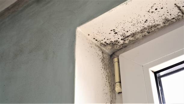 Best Mold Documentation for Insurance Claims  in Spruce Pine, NC