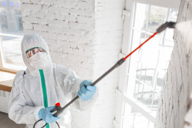 Best Mold Removal for HVAC Installations  in Spruce Pine, NC