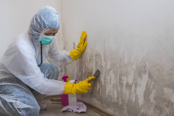 Best HVAC Mold Inspection and Cleaning  in Spruce Pine, NC