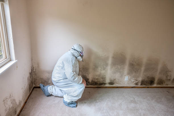 Best Emergency Mold Remediation  in Spruce Pine, NC