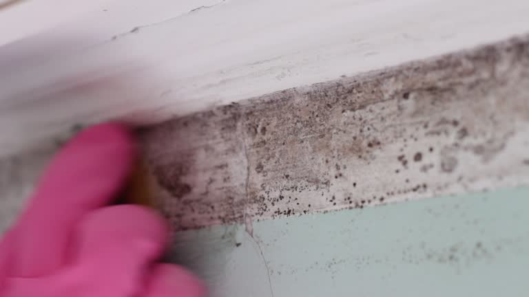 Best Basement Mold Removal  in Spruce Pine, NC